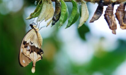 Efekty Hipnozy – z poczwarki w pięknego motyla